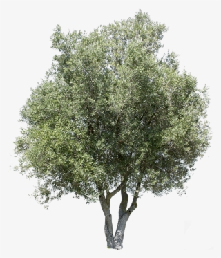 Olea Europaea I - Transparent Background Olive Tree Png