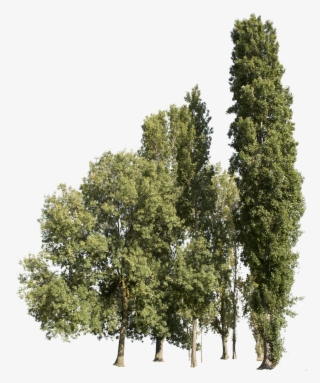 Trees Group - Cutout Trees - Transparent Group Trees