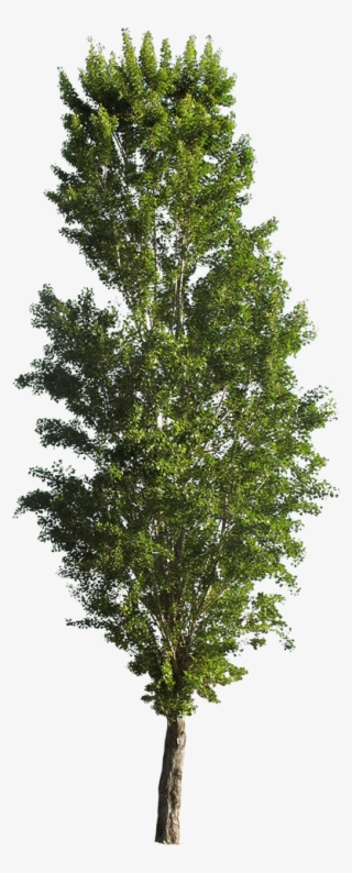 Populus Nigra - Cutout Trees - Populus Tremula Erecta Png