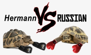 Hermann Vs Russian Tortoise - Hermann's Tortoise Vs Russian Tortoise