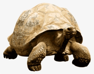 Animals - Tortoises - Tortuga Gigante Png