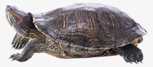 Turtle Png - Turtle