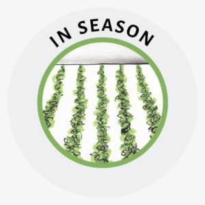 Icon In Season Website - Song