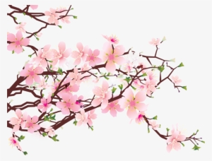 Cherry Blossom Png - Cherry Blossom Art Png
