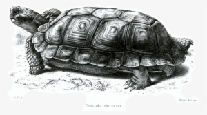 File - Testudochilensisford - Chaco Tortoise