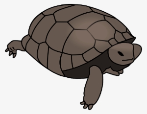 Mb Image/png - Turtle Clipart Vector