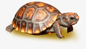 Black Cherry Head Red Footed Tortoise - Cherry Headed Tortoise