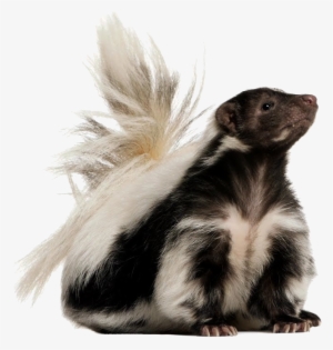 Skunk Png Background Image - Skunk Png