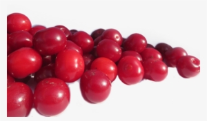 Dwarf Sour Cherries & Sour Cherries - Sour Cherries Png