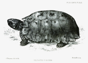 File - Peltastesforsteniford - Forsten's Tortoise