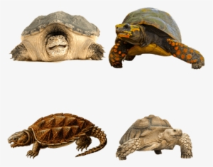 Prehistoric Turtle Shower Curtain