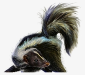 Skunk Png Transparent Images - Stinkdier Png
