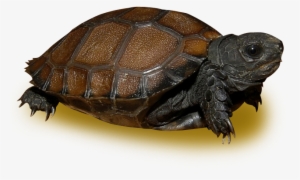 Burmese Black Mountain Tortoise - Asian Forest Tortoise