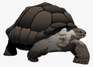 Tortoise Clipart - Zazzle Galápagos/galapagos Giant Tortoise Large Tote