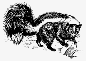 Skunk Png