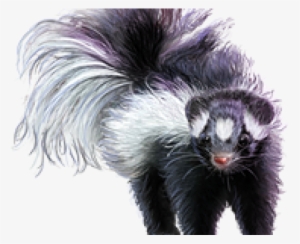 Skunk Png Transparent Images - Striped Skunk
