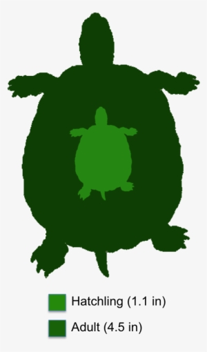Clipart Turtle Spotted Turtle - Spotted Turtle Range