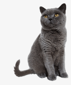Grey Cat Sitting Transparent Background Image Svg Black - British Blue Shorthair Cat Sticker (oval)