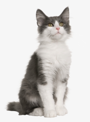 Norwegian Forest Cat 4 Months