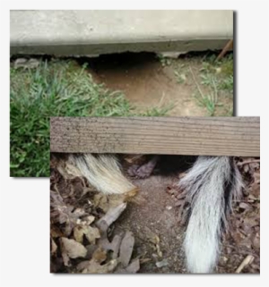 Skunk Removal Is The First Step In Solving A Skunk - Skunk