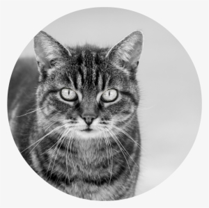 Animals Cats Black And White Cat 089065 - Cat