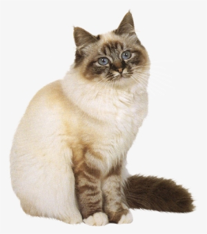 Share This Image - Tube Chat En Png