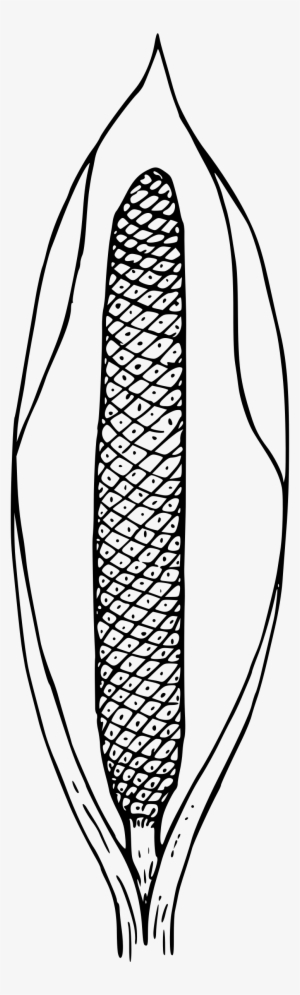 This Free Icons Png Design Of Skunk Cabbage