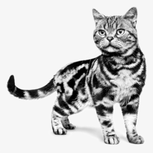 Magnificence In Every Cat - Royal Canin White Cat