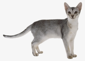 Cats Image White Background Png - Cat Png