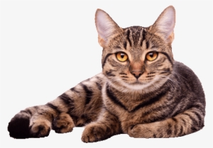 Cat White Background High-quality Image - Collections Etc Cat Rubber Accent Floor Mat, Brown