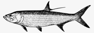 Tarpon Vector Fish Clip Transparent Library - Tarpon Images Clip Art