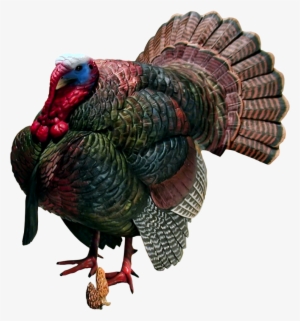 Turkey Bird Png Image With Transparent Background - Clip Art