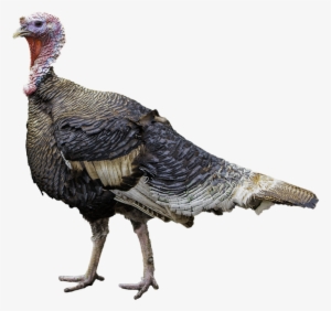 Turkey Bird Png Free Download - Turkey Meat