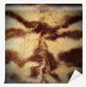 Tigerstripe