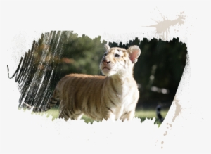 Meet Stripes& Our Bundles Of Joy - Wolf