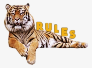 I Do Not Tolerate Rushing - Les Animaux De La Jungle // Dvd Culture Neuf Sous Cello