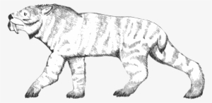 Ennedi Tiger