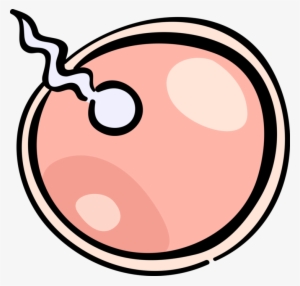 Reproduction Fertilizing Ovum Egg - Sperm And Egg Transparent