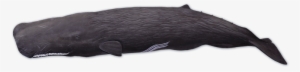Sperm Whale Png - Voices In The Sea Sperm Whale