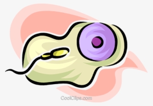Sperm And An Egg Royalty Free Vector Clip Art Illustration