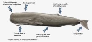 Images Of Sperm Whale - Sperm Whale Head Size