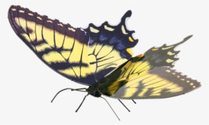 Metal Earth Butterflies - Metal Earth Butterfly