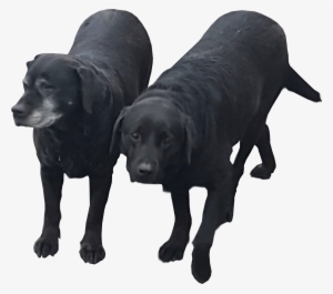 Angry Dog Transparent Bg By Qubodup On Deviantart - Black Lab On Transparent Background