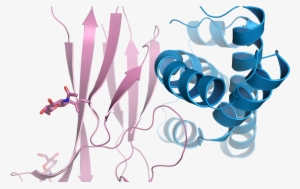 3d Images Of Sperms Binding To The Egg Surface - Karolinska Institutet Clintec