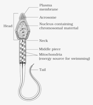 Structure Of A Mammalian Sperm - Well Labeled Diagram Of Human Sperm