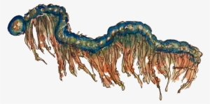 Some Transparent Deep Sea Images - Illustration