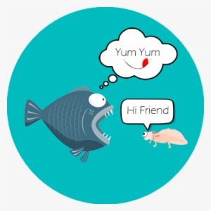 Can Axolotl Live With Fish - Axolotl