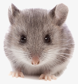 Png Hd Images Pluspng Mouse Animal - Mouse Animal