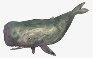 Some Transparent Deep Sea Images - Elephant Seals