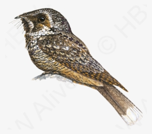 Cuban Nightjar